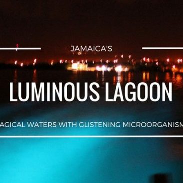 luminous lagoon jamaica tours from ocho rios